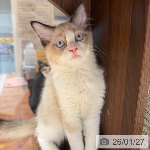 ラグドールの写真