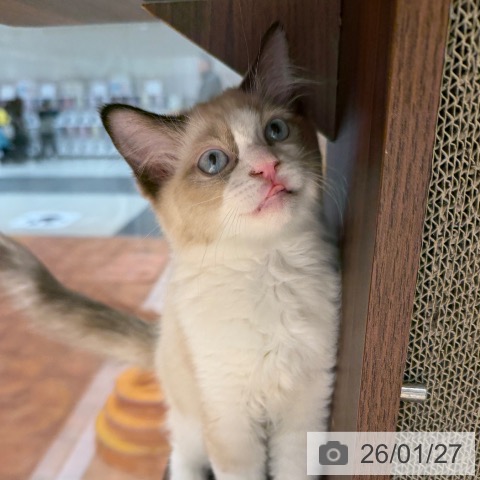 ラグドールの写真