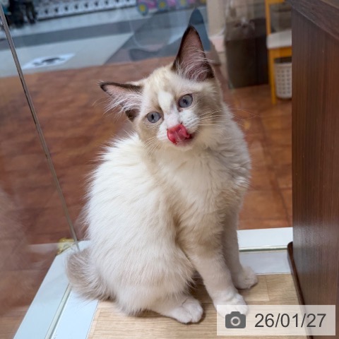 大阪府のラグドール (ペットプラス 四條畷店/2025年10月10日生まれ/女の子/シールポイントバイカラー)の子猫の4枚目の画像