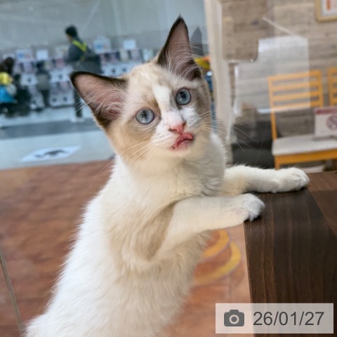 大阪府のラグドール (ペットプラス 四條畷店/2025年10月10日生まれ/女の子/シールポイントバイカラー)の子猫の3枚目の画像