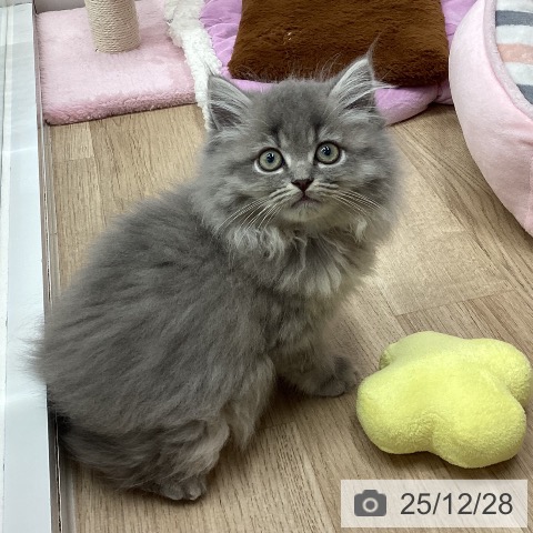 新潟県のミヌエット (ペットプラス 新潟南店/2025年10月5日生まれ/男の子/ブルータビー)の子猫の3枚目の画像