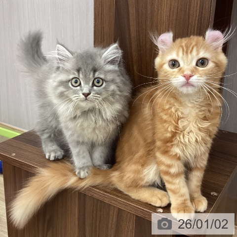 新潟県のミヌエット (ペットプラス 新潟南店/2025年10月5日生まれ/男の子/ブルータビー)の子猫の3枚目の画像