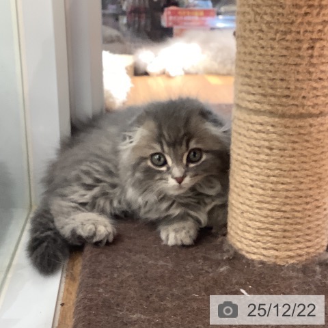 大阪府のスコティッシュフォールド (ペットプラス りんくう泉南店/2025年10月5日生まれ/男の子/ブルータビー)の子猫の4枚目の画像