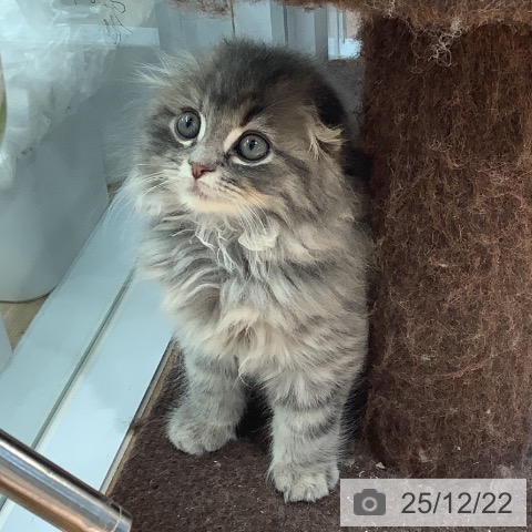 大阪府のスコティッシュフォールド (ペットプラス りんくう泉南店/2025年10月5日生まれ/男の子/ブルータビー)の子猫の3枚目の画像