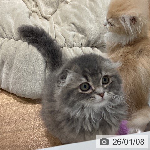 大阪府のスコティッシュフォールド (ペットプラス りんくう泉南店/2025年10月5日生まれ/男の子/ブルータビー)の子猫の3枚目の画像