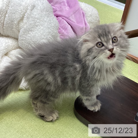 大阪府のスコティッシュフォールド (ペットプラス ららぽーと和泉店/2025年9月20日生まれ/男の子/ブルータビー)の子猫の4枚目の画像