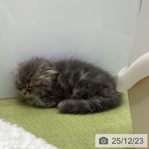 大阪府のスコティッシュフォールド (ペットプラス ららぽーと和泉店/2025年9月20日生まれ/男の子/ブルータビー)の子猫の3枚目の画像