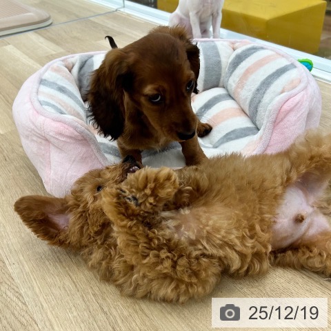 ミニチュア・ダックスフンドの写真