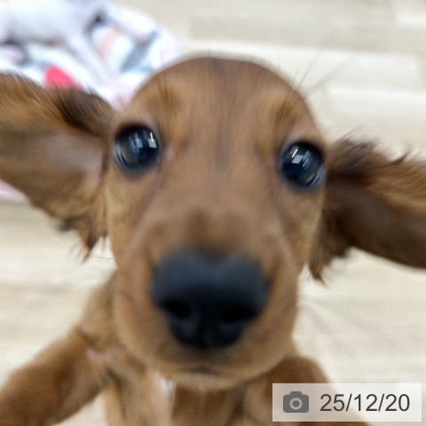 ミニチュア・ダックスフンドの写真