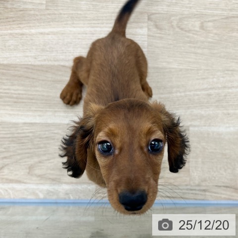 ミニチュア・ダックスフンドの写真