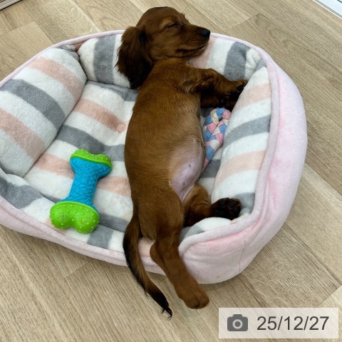 ミニチュア・ダックスフンドの写真