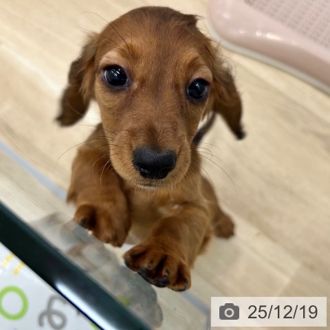 ミニチュア・ダックスフンドの写真