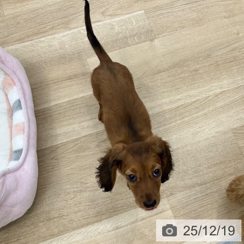 大阪府のミニチュアダックスフンド(ロング) (ペットプラス 松原店/2025年10月10日生まれ/女の子/レッド)の子犬の4枚目の画像