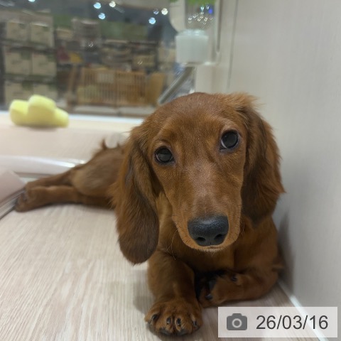 大阪府のミニチュアダックスフンド(ロング) (ペットプラス 堺鉄砲町店/2025年10月10日生まれ/女の子/レッド)の子犬の4枚目の画像