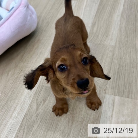 大阪府のミニチュアダックスフンド(ロング) (ペットプラス 松原店/2025年10月10日生まれ/女の子/レッド)の子犬の3枚目の画像