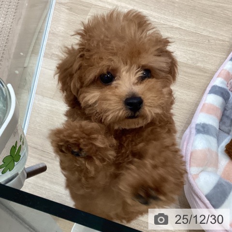 大阪府のトイプードル(トイ) (ペットプラス 堺北花田店/2025年10月14日生まれ/男の子/レッドフォーン)の子犬の4枚目の画像