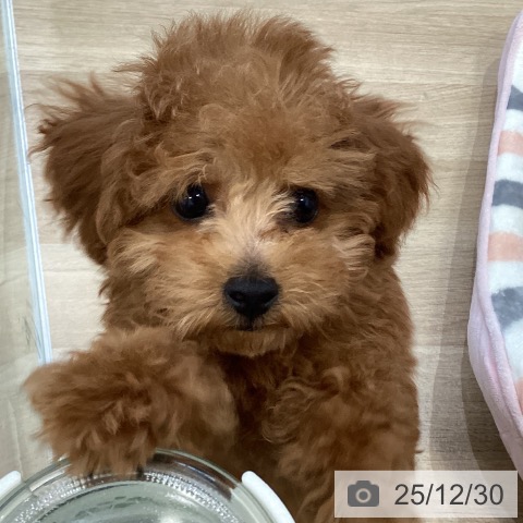 大阪府のトイプードル(トイ) (ペットプラス 堺北花田店/2025年10月14日生まれ/男の子/レッドフォーン)の子犬の3枚目の画像