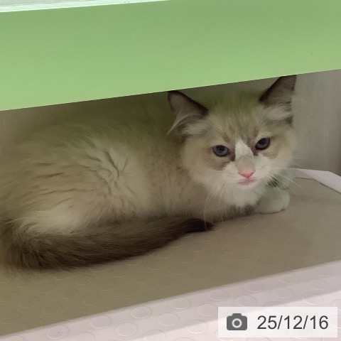 ラグドールの写真