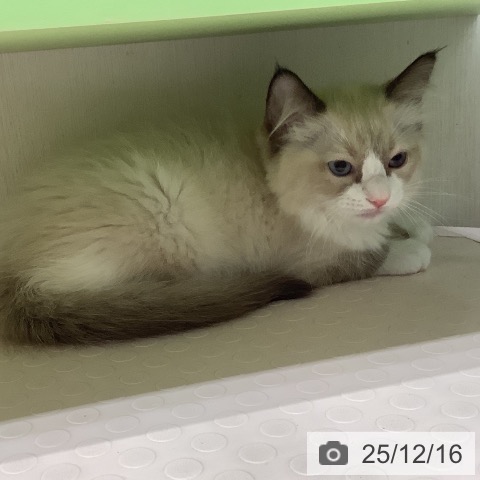 ラグドールの写真