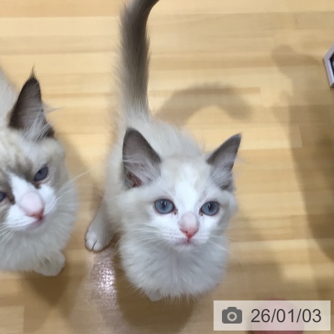 奈良県のラグドール (ペットプラス 大和郡山店/2025年10月7日生まれ/男の子/ブルーポイントバイカラー)の子猫の3枚目の画像