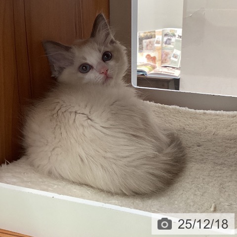 大阪府のラグドール (ペットプラス ららぽーと和泉店/2025年10月7日生まれ/女の子/ブルーポイントバイカラー)の子猫の3枚目の画像