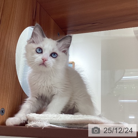 大阪府のラグドール (ペットプラス ららぽーと和泉店/2025年10月7日生まれ/女の子/ブルーポイントバイカラー)の子猫の4枚目の画像