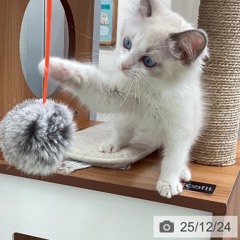 大阪府のラグドール (ペットプラス ららぽーと和泉店/2025年10月7日生まれ/女の子/ブルーポイントバイカラー)の子猫の3枚目の画像