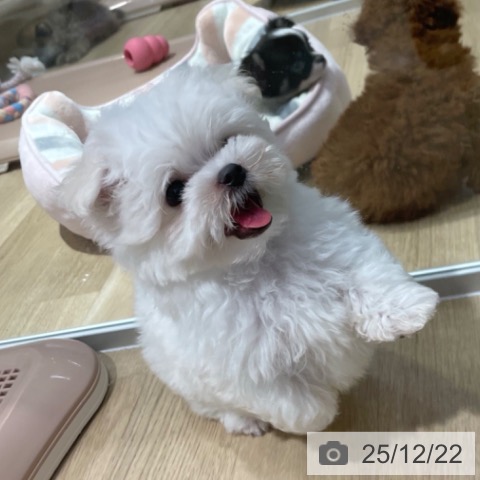 大阪府のマルチーズ (ペットプラス イオン大日店/2025年10月16日生まれ/男の子/ホワイト)の子犬の4枚目の画像