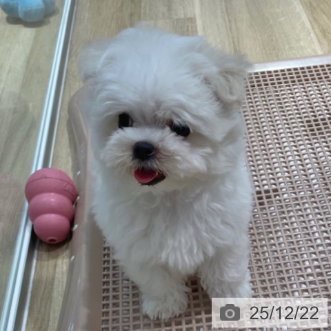 大阪府のマルチーズ (ペットプラス イオン大日店/2025年10月16日生まれ/男の子/ホワイト)の子犬の3枚目の画像