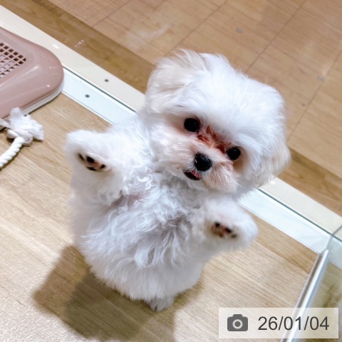 大阪府のマルチーズ (ペットプラス イオン大日店/2025年10月16日生まれ/男の子/ホワイト)の子犬の4枚目の画像