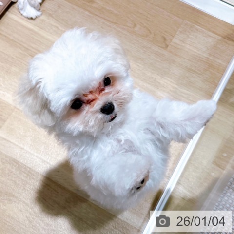 大阪府のマルチーズ (ペットプラス イオン大日店/2025年10月16日生まれ/男の子/ホワイト)の子犬の3枚目の画像