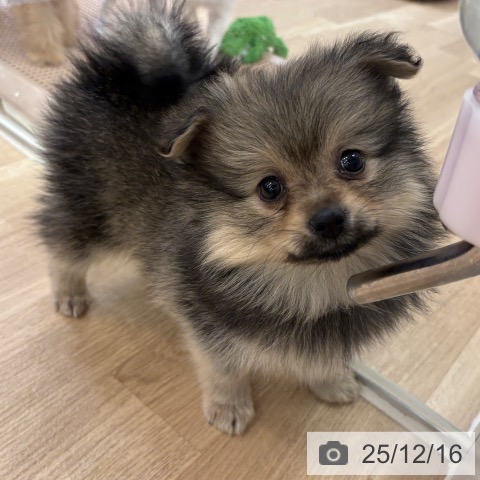ポメラニアンの写真