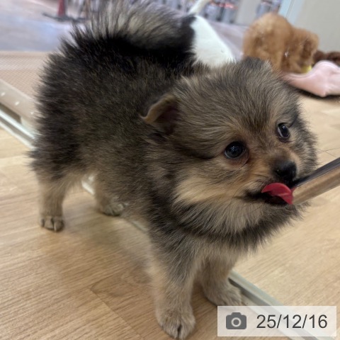 ポメラニアンの写真