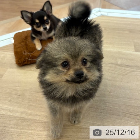 ポメラニアンの写真