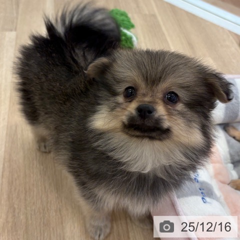 ポメラニアンの写真
