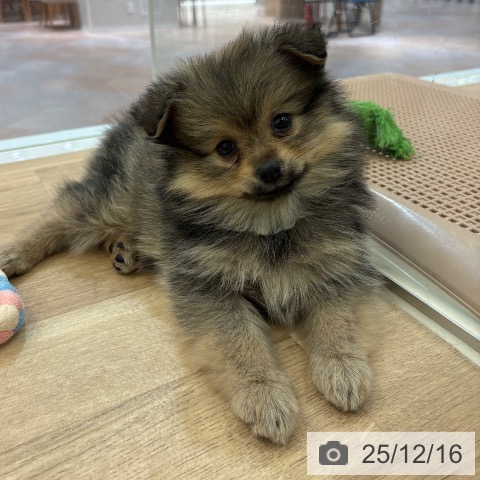 ポメラニアンの写真