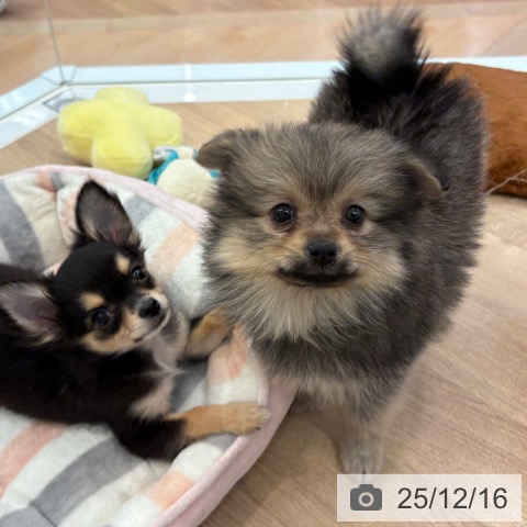 ポメラニアンの写真