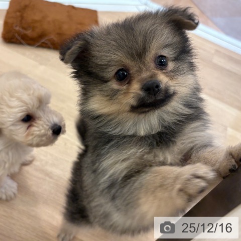 ポメラニアンの写真
