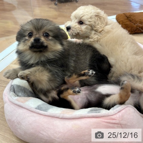 ポメラニアンの写真