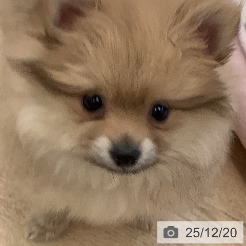 大阪府のポメラニアン (ペットプラス 大阪ドームシティ店/2025年10月13日生まれ/女の子/ウルフセーブル)の子犬の4枚目の画像