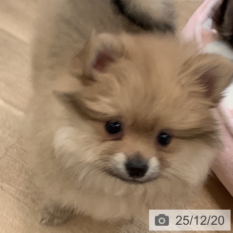 大阪府のポメラニアン (ペットプラス 大阪ドームシティ店/2025年10月13日生まれ/女の子/ウルフセーブル)の子犬の3枚目の画像