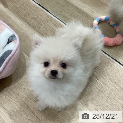 新潟県のポメラニアン (ペットプラス 新潟南店/2025年10月12日生まれ/男の子/クリーム)の子犬の4枚目の画像