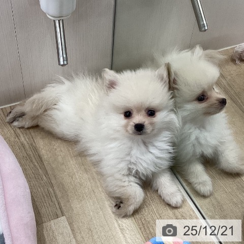 新潟県のポメラニアン (ペットプラス 新潟南店/2025年10月12日生まれ/男の子/クリーム)の子犬の3枚目の画像