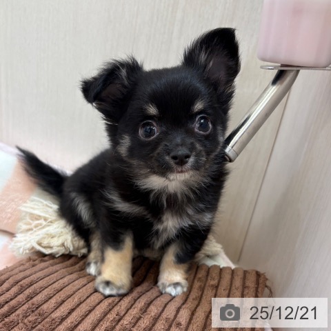 大阪府のチワワ(ロング) (ペットプラス 大阪ドームシティ店/2025年10月15日生まれ/男の子/ブラックタンホワイト)の子犬の3枚目の画像