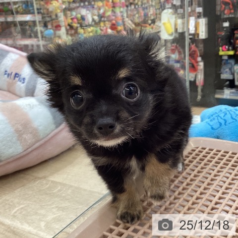 兵庫県のチワワ(ロング) (ペットプラス 明石店/2025年10月15日生まれ/女の子/ブラックタンホワイト)の子犬の4枚目の画像