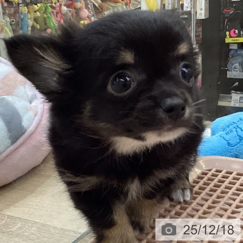 兵庫県のチワワ(ロング) (ペットプラス 明石店/2025年10月15日生まれ/女の子/ブラックタンホワイト)の子犬の3枚目の画像