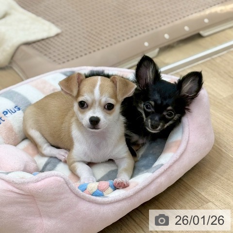 京都府のチワワ(ロング) (ペットプラス 久御山店/2025年10月15日生まれ/女の子/ブラックタンホワイト)の子犬の3枚目の画像