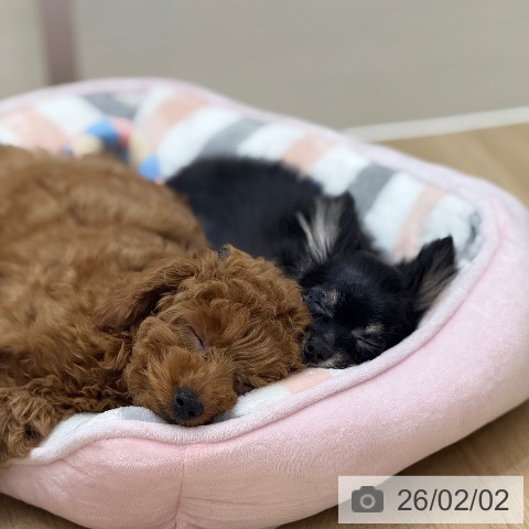 京都府のチワワ(ロング) (ペットプラス 久御山店/2025年10月15日生まれ/女の子/ブラックタンホワイト)の子犬の3枚目の画像