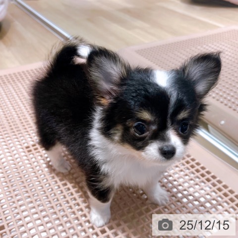 チワワの写真