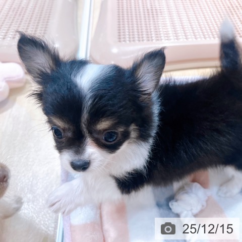 大阪府のチワワ(ロング) (ペットプラス イオン大日店/2025年10月15日生まれ/女の子/ブラックタンホワイト)の子犬の4枚目の画像